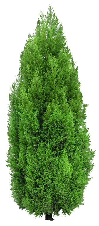 [Cypress_Tree%255B4%255D.png]