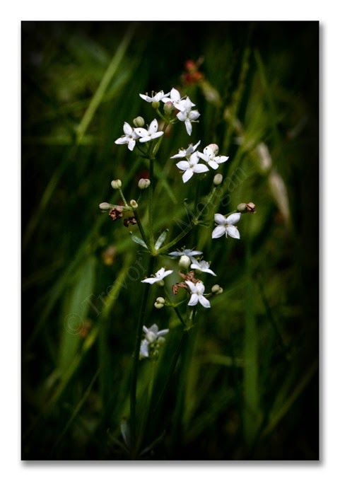 1 Jewels 16 C Marsh-bedstraw