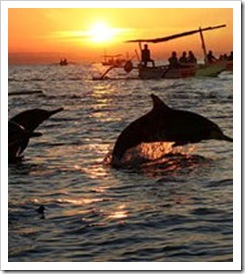 lovina beach dolphins