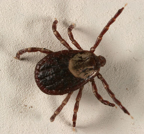 Dog Tick