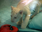 White tiger cubs at the MGM Mirage.