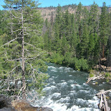 Trees and Water