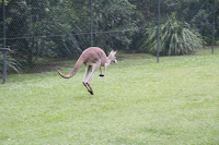 The Qantas kangaroo