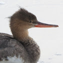 Red-breasted Merganser