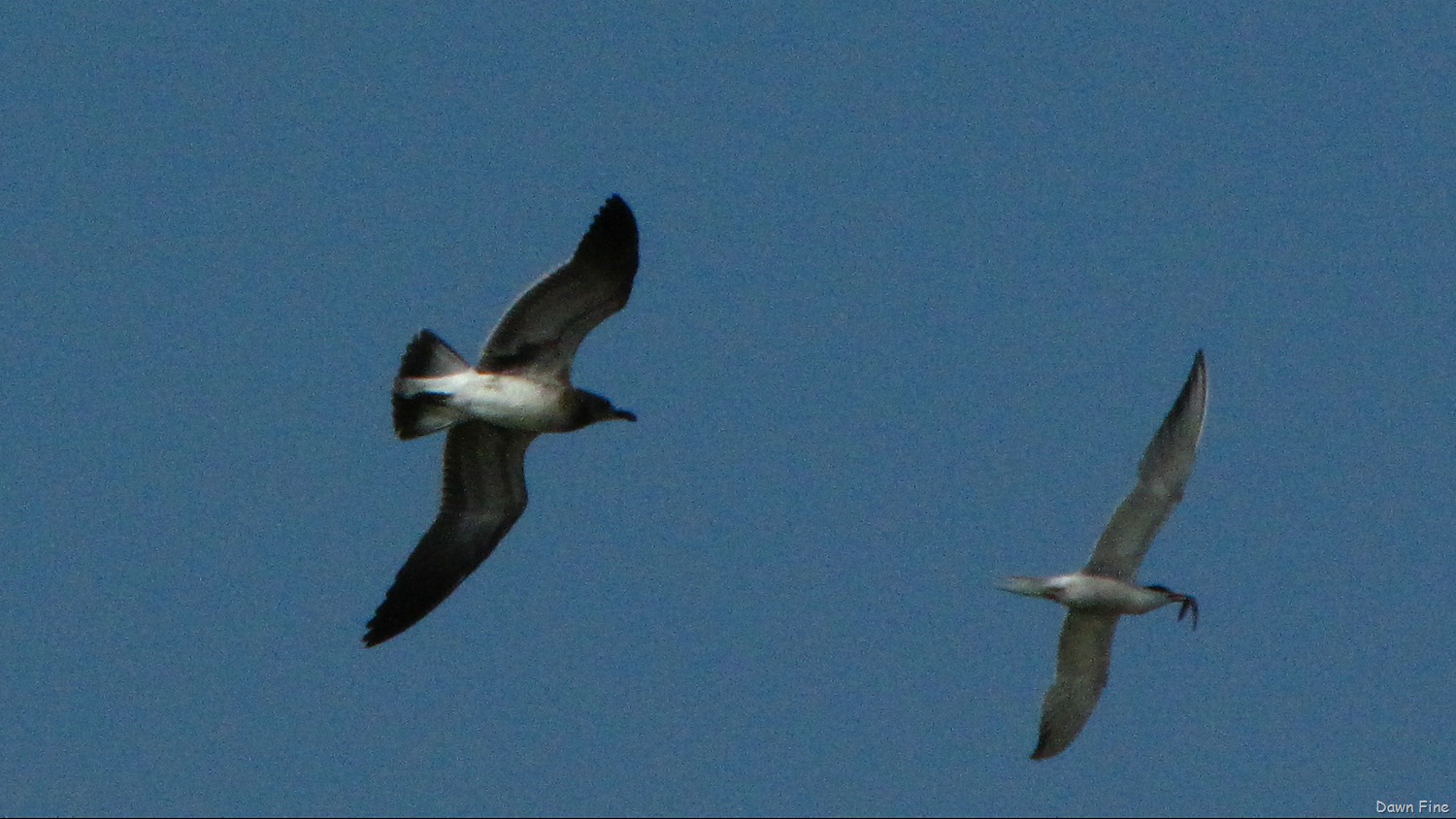 [birding-south-beach_0184.jpg]