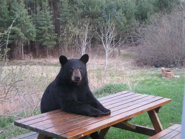 [hungry%2520bear.png]