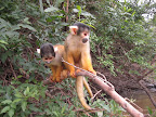 A couple of cheeky buggers who tried to steal hails lollipop..