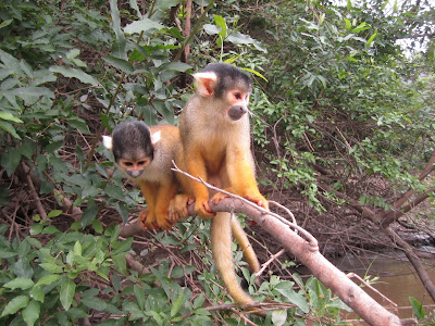 A couple of cheeky buggers who tried to steal hails lollipop..