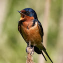 Barn Swallow