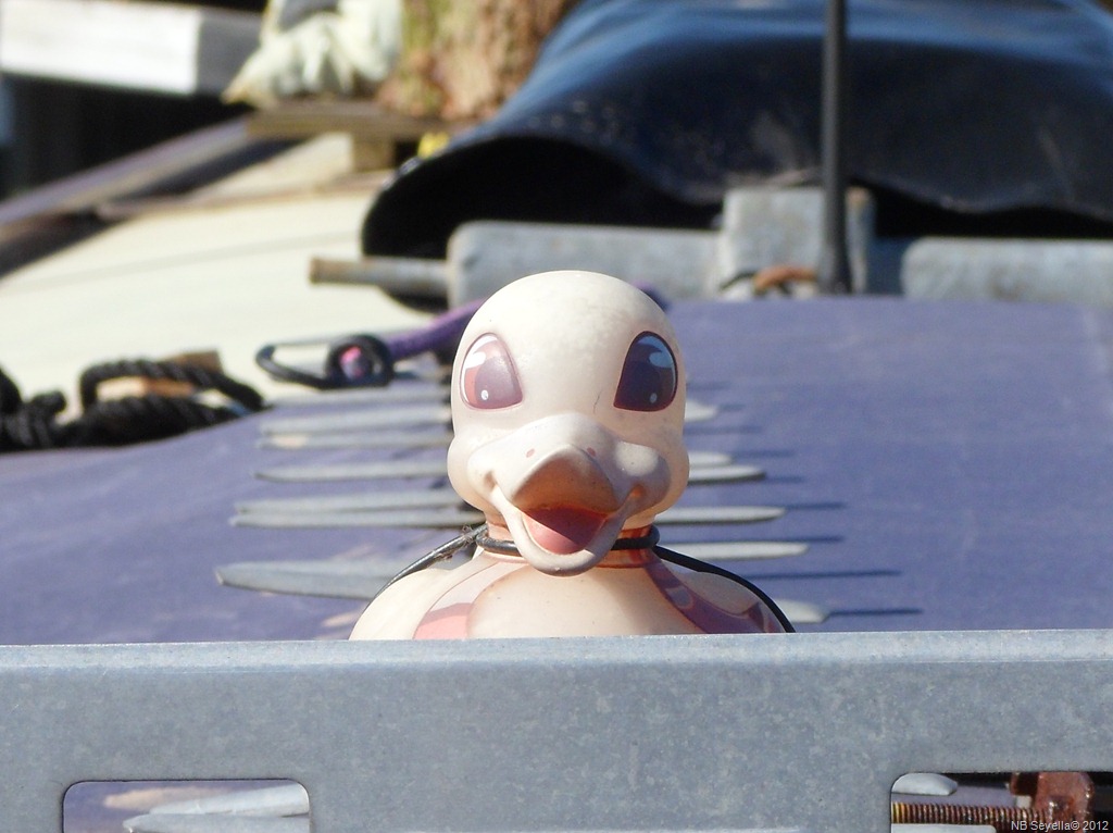 [SAM_0021%2520Ducktor%2520Who%255B4%255D.jpg]