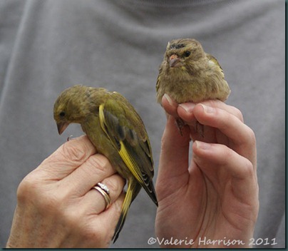 greenfinch-male-and-female