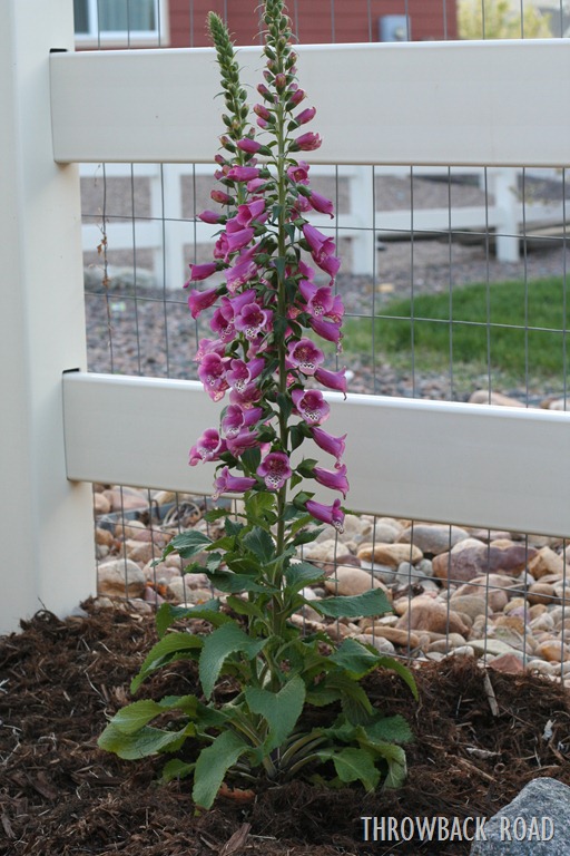 [Raised%2520Garden%2520Spring%25202012%2520013%255B5%255D.jpg]