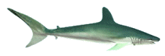 shark112