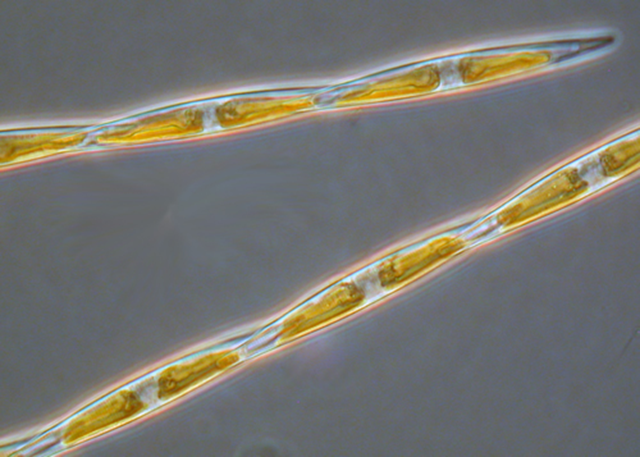 Microscope view of the diatom Pseudo-nitzschia. Laboratory studies show that when acidity (or pH) is lowered, Pseudo-nitzschia cells produce more domoic acid toxin toxin. Photo: Cal-PReEMPT