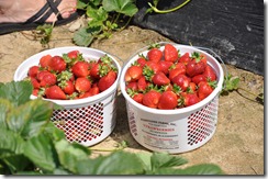 Strawberry Picking May 2011 35