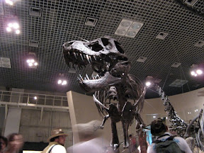T-rex at Tokyo national museum.