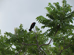 IMG_1690.jpg