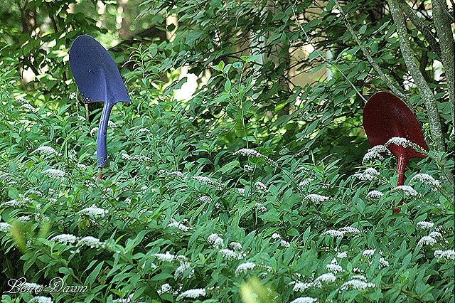 [LF_Gooseneck_Loosestrife%255B10%255D.jpg]