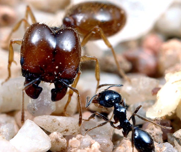 [Pheidole201255886693.jpg]
