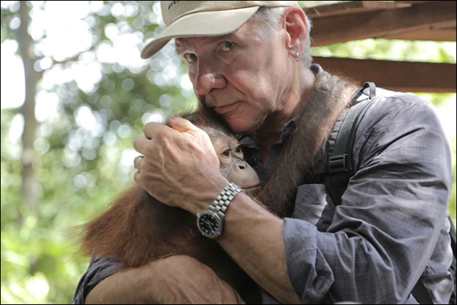 Actor Harrison Ford with an orphaned orangutan baby. Harrison Ford stirred up quite a flutter during his reporting trip to Indonesia when he bore down upon the country's foreign minister, asking repeatedly nothing was being done to curb illegal logging. Photo: Earth Island Institute