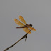 P1110428