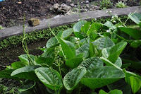 pinoyecofarm penalosa farms_0017.JPG
