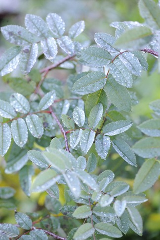 20110919_073332
