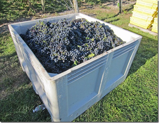 A MAC box of St. Croix grapes