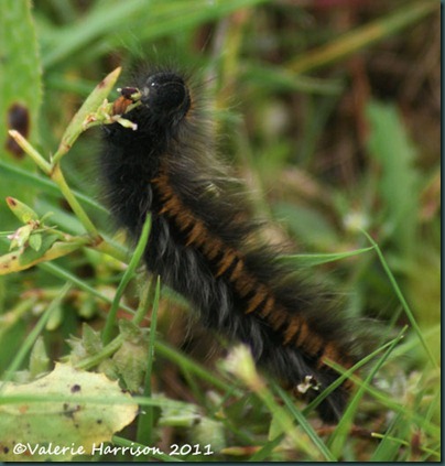 11-fox-moth-caterpillar