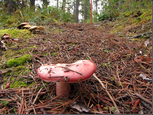 Rosy Russula Mushroom