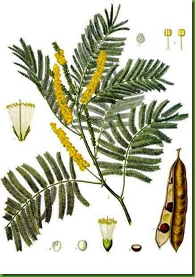 Acacia_catechu Acacia_catechu