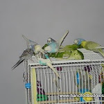 Budgie & veggies.JPG