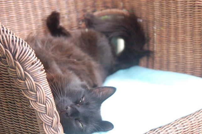 lazy_saturday