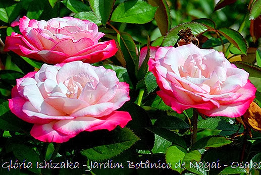30  - Glória Ishizaka - Rosas do Jardim Botânico Nagai - Osaka