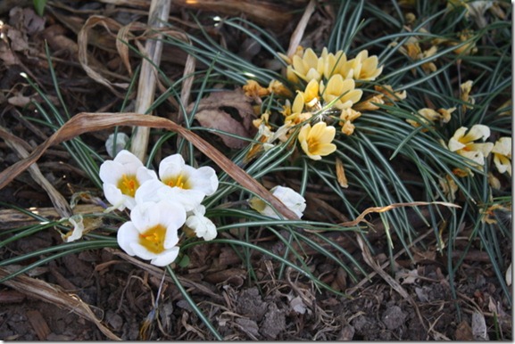 Spring Flowers & Yard 011