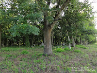 Pierwszy widok cmentarza