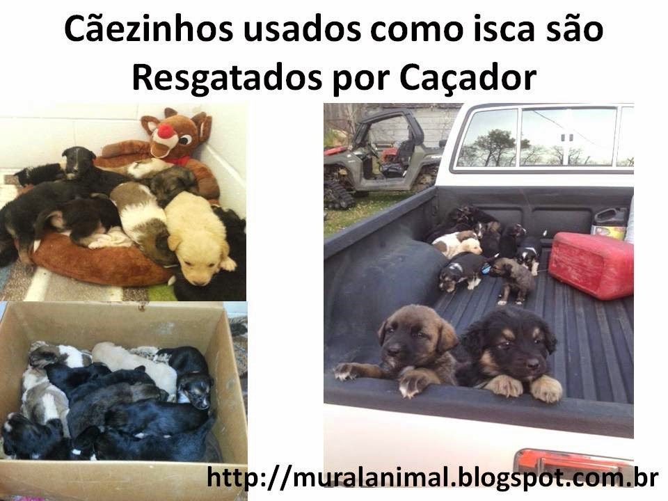 [C%25C3%25A3ezinhos%2520usados%2520como%2520isca%2520s%25C3%25A3o%2520Resgatados%2520por%2520Ca%25C3%25A7ador%255B3%255D.jpg]