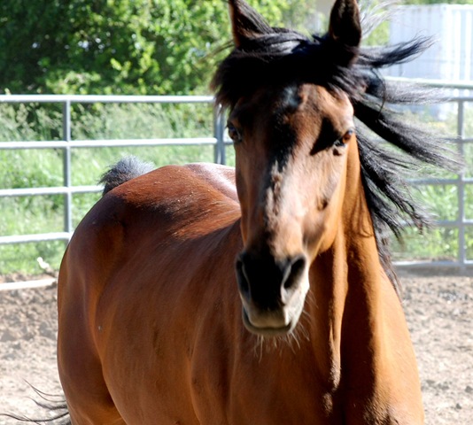 [horses201192.jpg]