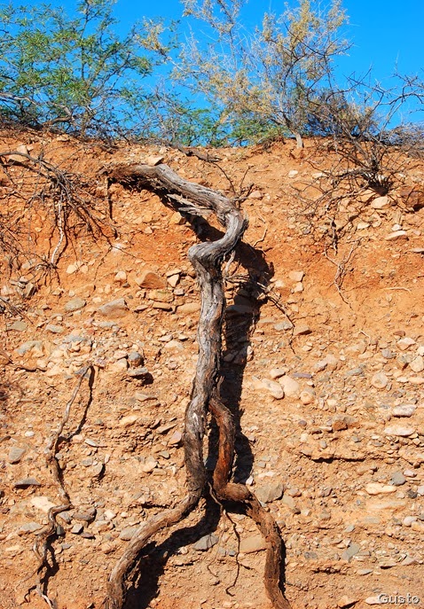 mesquite roots in the Sycamore Canyon wash-gusto