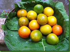 Solanum sessiliflorum