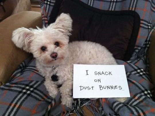 [dog-shaming-bad-23%255B2%255D.jpg]