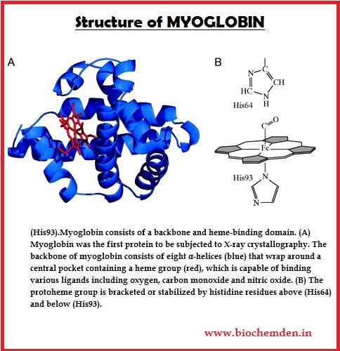 [Myoglobin%2520structure%255B5%255D.jpg]