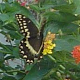 Butterfly.
