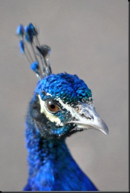 Young Peacock head (resized)