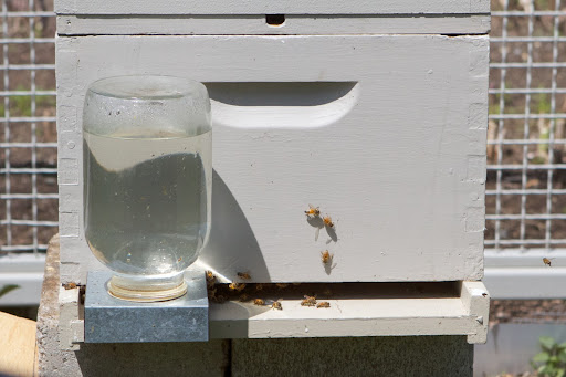 The bees have sugar syrup to feed on until they figure out where all the flower nectar is located. The bees have sugar syrup to feed on until they figure out where all the flower nectar is located.