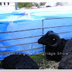 Sheep 006.jpg