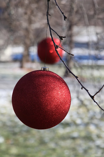 What have the squirrels done to our squirrel tree?  Why have they decorated it with those red balls?