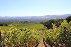 Next up: Wine-tasting at our friends' winery, B.Wise Vineyard. It's a glorious place tucked high up in the mountains. As you can see, they have the most beautiful views. Check them out for a private tasting! Next up: Wine-tasting at our friends' winery, B.Wise Vineyard. It's a glorious place tucked high up in the mountains. As you can see, they have the most beautiful views. Check them out for a private tasting!