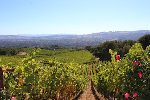 Next up: Wine-tasting at our friends' winery, B.Wise Vineyard. It's a glorious place tucked high up in the mountains. As you can see, they have the most beautiful views. Check them out for a private tasting! Next up: Wine-tasting at our friends' winery, B.Wise Vineyard. It's a glorious place tucked high up in the mountains. As you can see, they have the most beautiful views. Check them out for a private tasting!