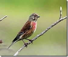 linnet bird